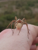 Pisaura mirabilis egg sac