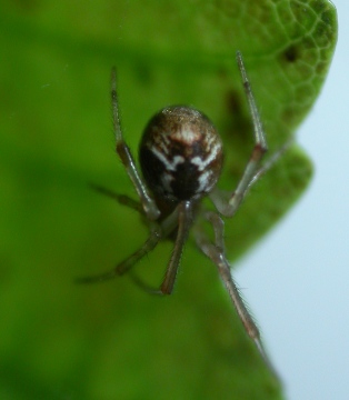 Adult female Achaearanea simulans Copyright: Nik Nimbus