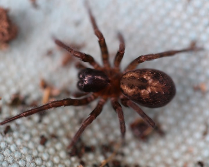 Lace Web Spider 28 Feb 2014 Appleby Magna Copyright: Ian Corrner