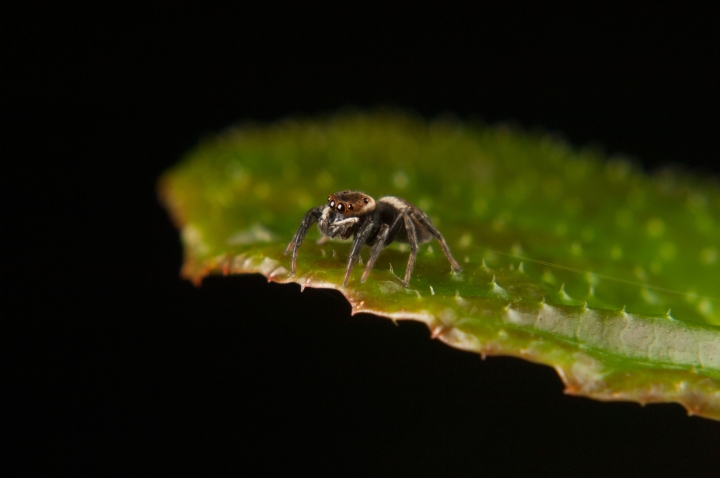 Unidentified jumping spider 5 Copyright: Lynsey Wilson