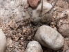 Arctosa cinerea on riverine shingle July 2018 three of three