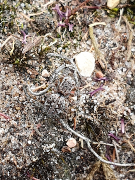 Aelurillus v-insignitus female Brecks Copyright: Vicky Gilson