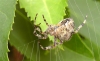 Female Araneus diadematus repairing web