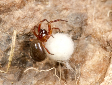 Hilaira frigida with egg sac under boulder Copyright: Evan Jones