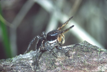 Aelurillus v-insignitus male Copyright: Peter Harvey