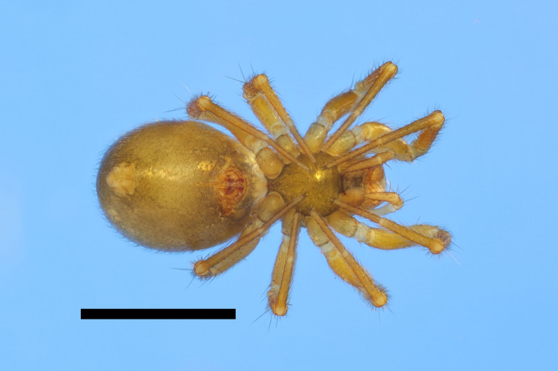 Centromerus levitarsis female ventral Copyright: Richard Gallon