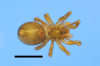 Centromerus levitarsis female ventral