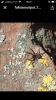 pardosa spider