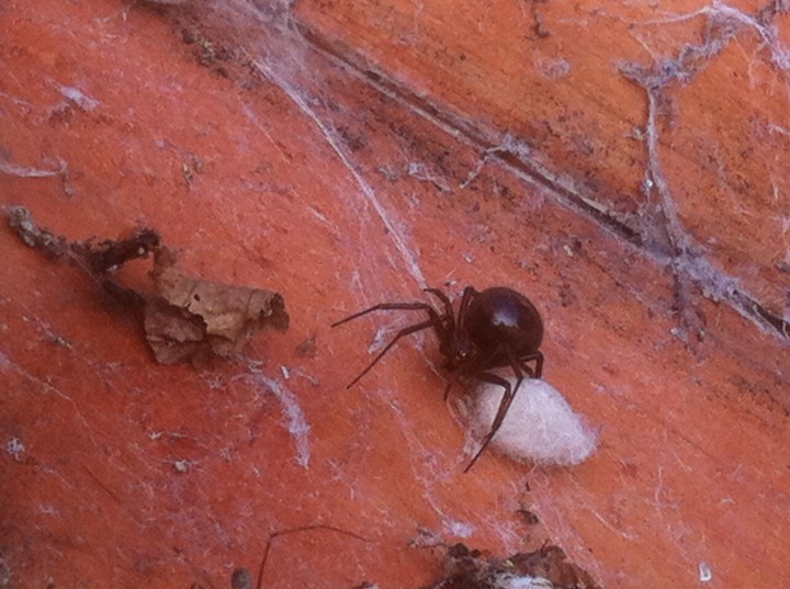 Unusual Spider found in Oxfordshire Copyright: Andrew Groom