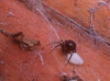 Unusual Spider found in Oxfordshire
