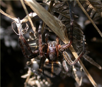 Dolomedes fimbriatus Adult Female Copyright: Nik Nimbus