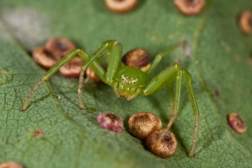 Diaea dorsata female body like a spangle gall on Oak Copyright: Evan Jones