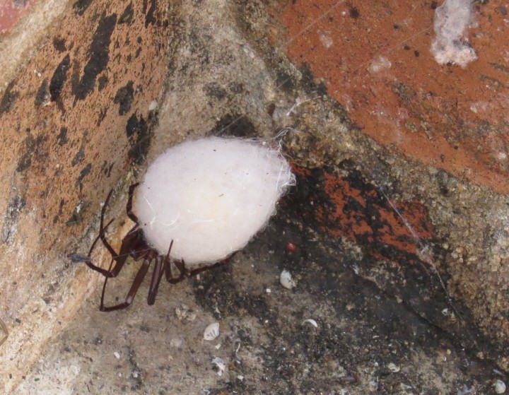Cave spider with egg sac Copyright: Pamela Pope