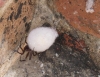 Cave spider with egg sac