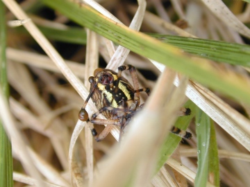 Argiope bruennichi - dead Copyright: Roland Ramsdale