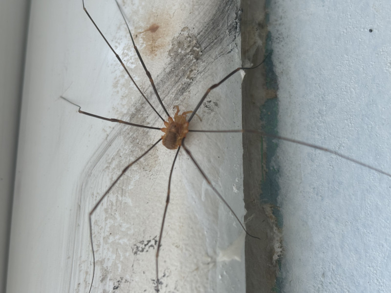 Harvestman bathtub. Copyright: Jordan Stares