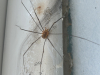 Harvestman bathtub.