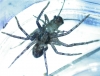 Thanatus vulgaris with cricket nymph prey