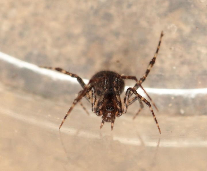2nd Image Mystery spider Wells Pinewoods Copyright: Andrew Bloomfield