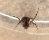 2nd Image Mystery spider Wells Pinewoods