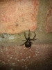 Possible Steatoda nobilis in Guildford