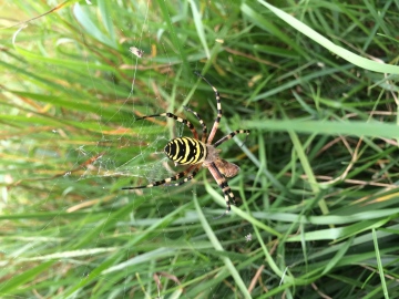 Wasp Spider 19.08.2015 Droxford, Hampshire Copyright: Helen Kearsey