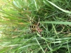 Wasp Spider 19.08.2015 Droxford, Hampshire