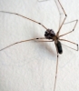 Pholcus spider with egg sac
