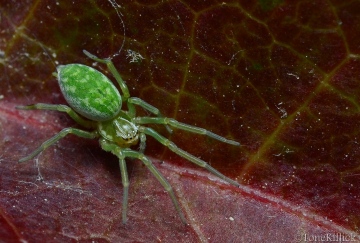 Nigma walckenaeri on Parthenocissus tricuspidata Copyright: Tone Killick