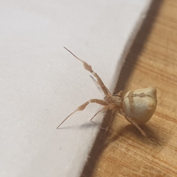 Uloborus plumipes - Paisley Scotland Copyright: Struan Kane