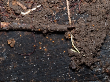 S.doriae on underside of Embedded log Copyright: Andy Marquis