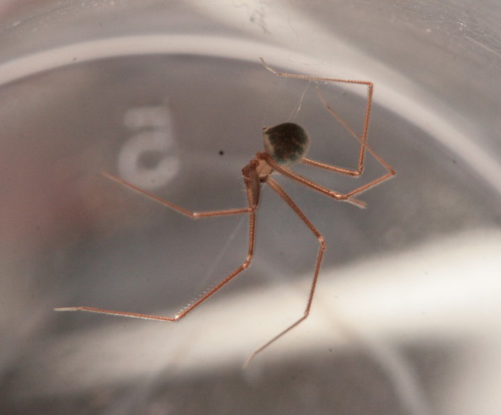 Long-legged Cellar Spider side view (Psilochorus simoni) Copyright: Katy Everson