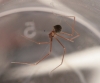 Long-legged Cellar Spider side view (Psilochorus simoni)