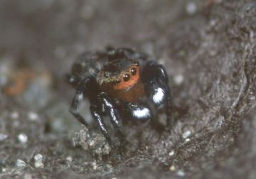 Talavera petrensis male Copyright: Peter Harvey