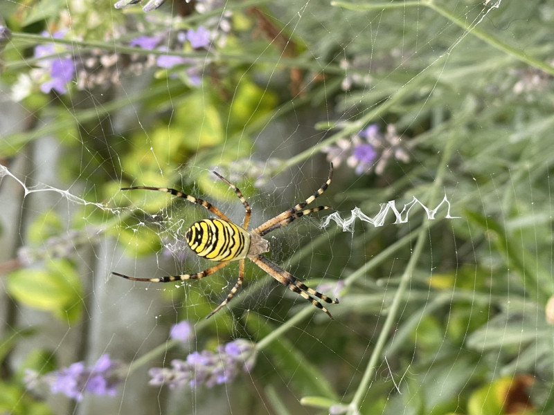 Female Wasp Spider in uncut grassed area in garden Copyright: Linda Owen