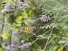 Female Wasp Spider in uncut grassed area in garden
