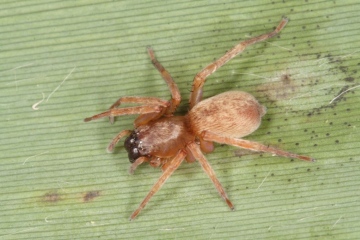 Clubiona rosserae female Copyright: Peter Harvey