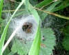 Agelena Labyrinthica with prey remains.