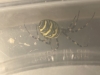 Lower Shelton Wasp Spider
