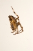 Araneus Diadematus ventral