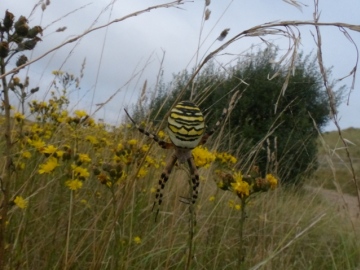 Wasp Spider at Horsey Copyright: Tim Hodge