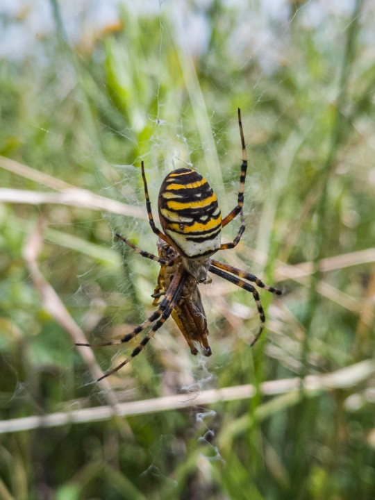 Wasp spider Westbury 2019 Copyright: Bradley Foster