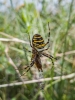 Wasp spider Westbury 2019