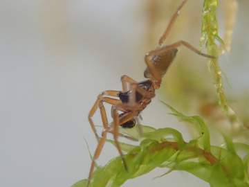 Walckenaeria nodosa male Copyright: Tylan Berry