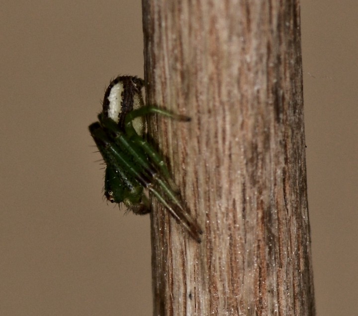 Typical pose of D. dorsata Copyright: Andrew Keay
