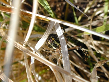 Argiope bruennichi - new position in field Copyright: Roland Ramsdale