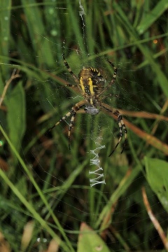 Wasp Spider and zig zag web pattern Copyright: Lotus Bryony Lazuli