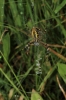 Wasp Spider and zig zag web pattern