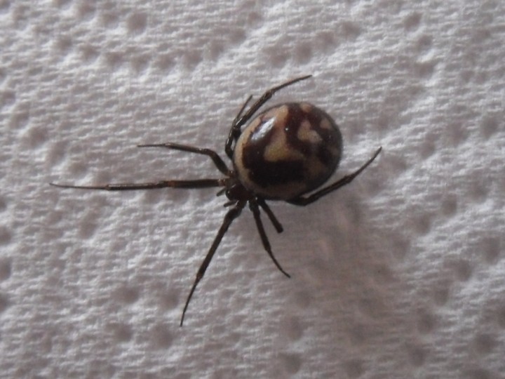 Steatoda grossa Copyright: Andrea Griffiths