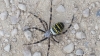 wasp spider in Salisbury